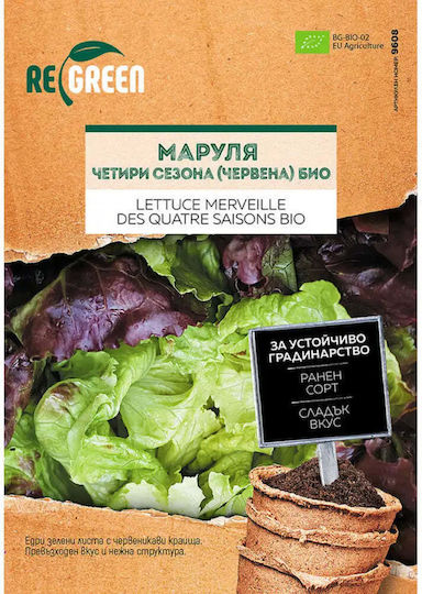Organic Lettuce Seeds 4 Seasons Regreen