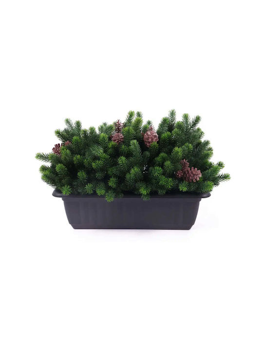 Plantă Decorativă În Cutie Rossima Con De Pin