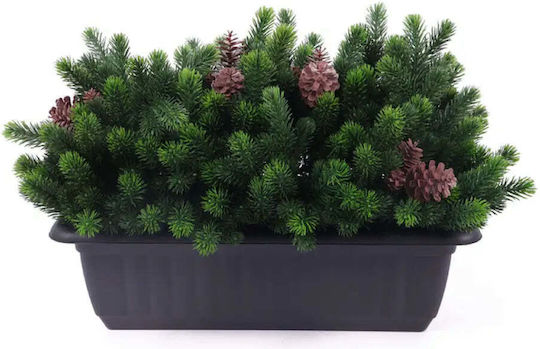 Decorative Plant In Box Rossima Pine Cone