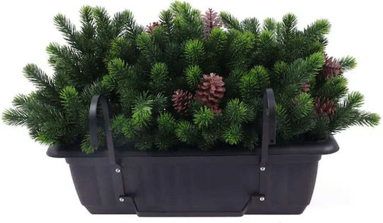 Plantă Decorativă În Cutie Rossima Con De Pin