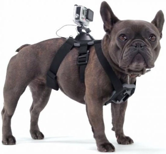 Dog Mount Double Dog Fetch Gopro Double