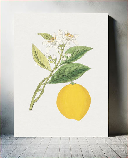 Hand Drawn Lemon on Canvas 40x50 cm
