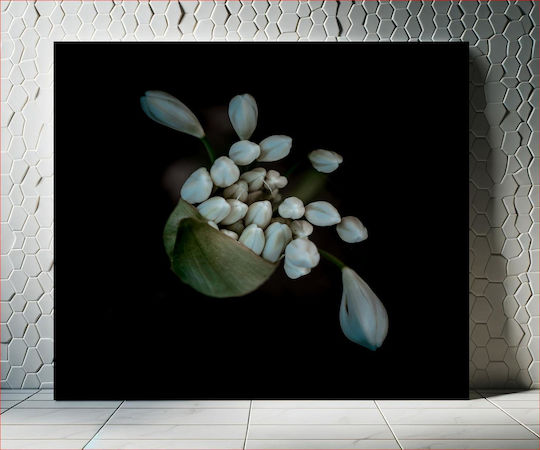 White Budding Flowers Λευκά Βλαστάρια Λουλούδια 1 σε Καμβά White Budding Flowers Λευκά Βλαστάρια Λουλούδια 1 σε Καμβά