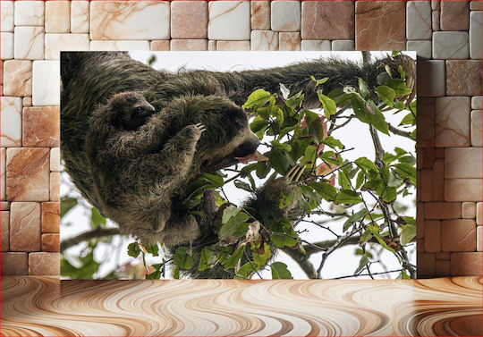 Πίνακας Sloth Baby In Tree Sloth Baby In Tree 90x60
