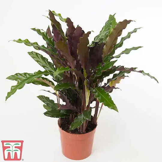 Calathea Rufibarba Tropistar XXL Calathea Rufibarba Tropistar XXL