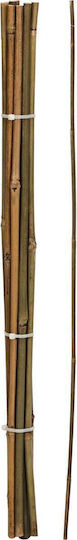 Bamboo Stake 60cm 10pcs