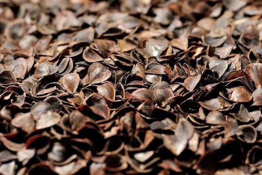 Φαγόπυρο 750g Γέμισμα Μαξιλαριών Zafu & Bolsters