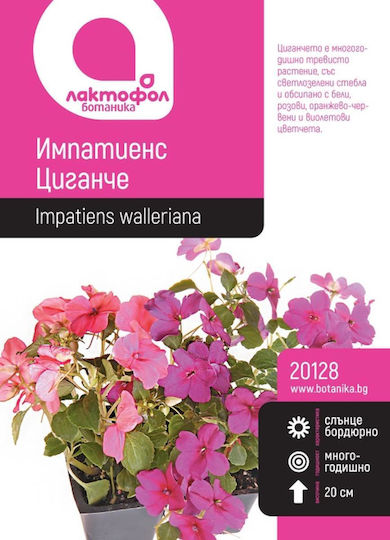 Impatiens Botanic Seeds