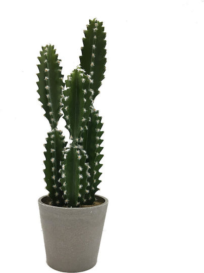 Cactus in Pot Supergreens