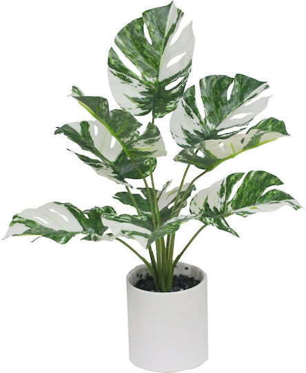 Monstera in a Pot Supergreens Monstera in a Pot Supergreens