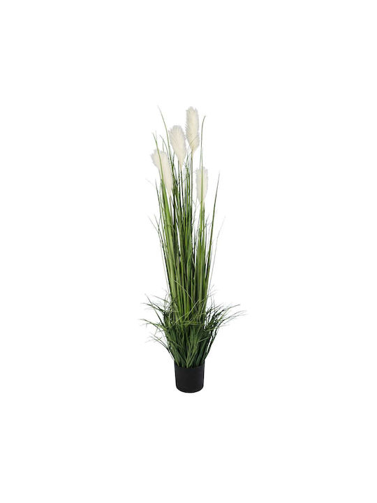 Pampas grass σε Γλάστρα GloboStar
