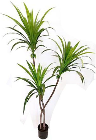 Dracaena Baum im Freien Zaros