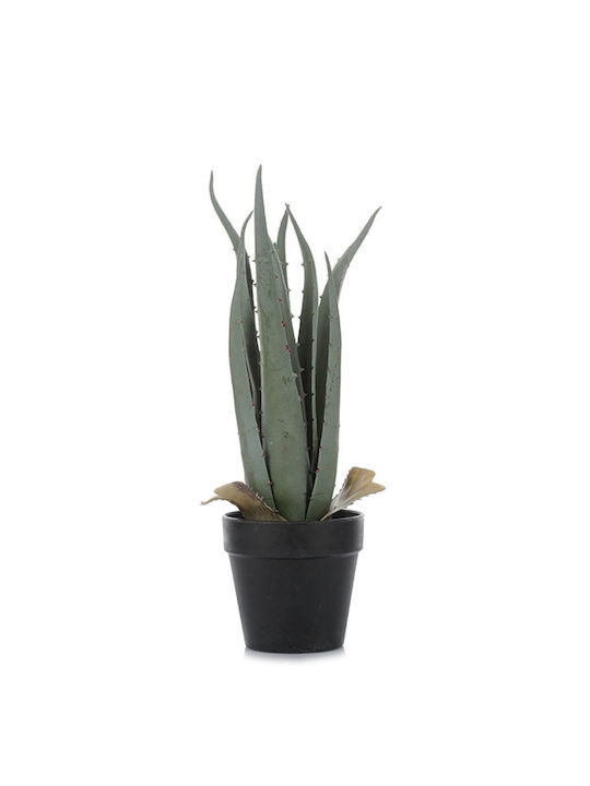 Αλόη σε Γλαστράκι 35cm