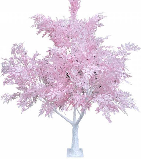 Pachira Outdoor Tree