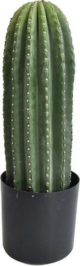 Cactus in Pot Supergreens