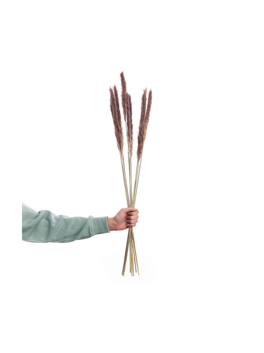 Florista Pampasgras 70cm Natur Kunststoff