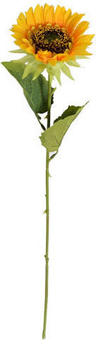 Heliotropium Жълто