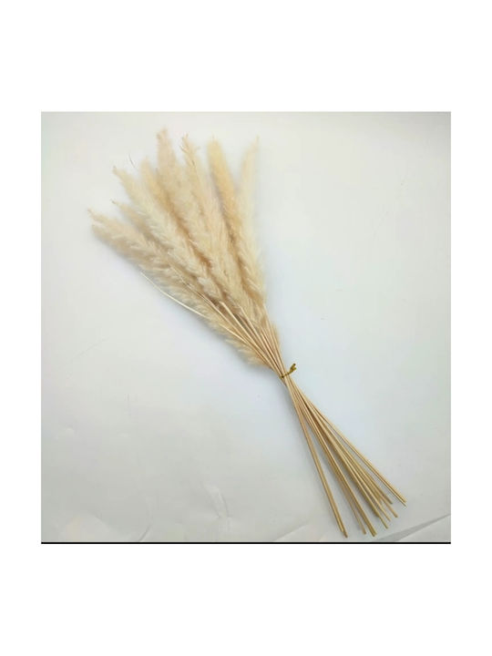 Μπουκέτο από Pampas grass 15τμχ