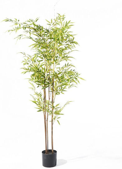 Supergreens Beliebte Pflanzen/Bäume Ficus im Freien