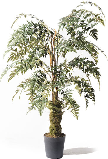 Outdoor Fern Supergreens