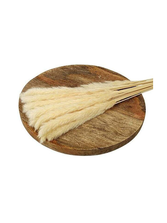 Καλαμι Pampas Φουντωτο Αποξηραμενο Λουλουδι 70gr Υψος 75cm