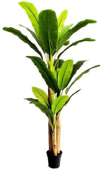Outdoor Musa Tree Newplan