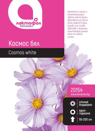 Cosmos White Botanic Seeds