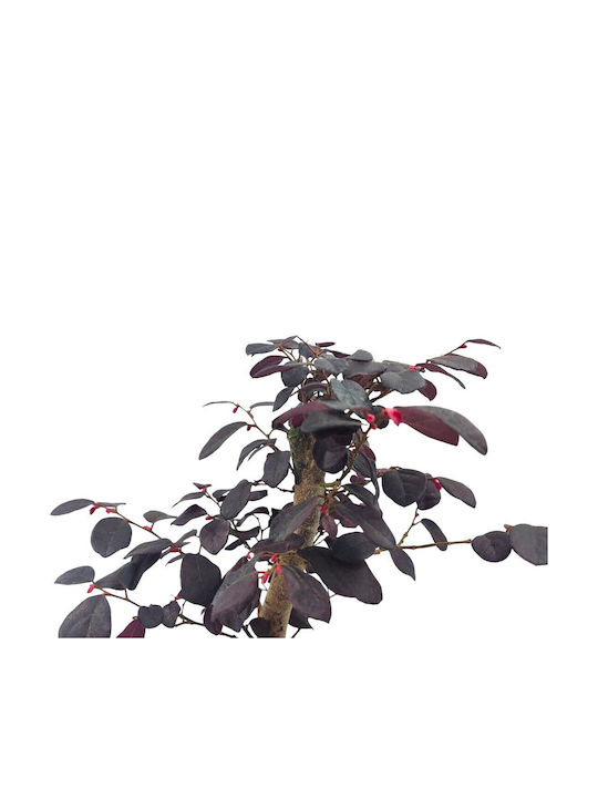 Μπονσάι “loropetalum Rubra” – 15 Εκ