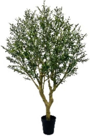 Olive Baum im Freien Supergreens Olive Baum im Freien Supergreens