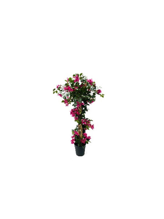 Bougainvillea Baum im Freien Fuchsia Supergreens