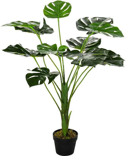 Monstera In Topfpflanze Monstera In Topfpflanze