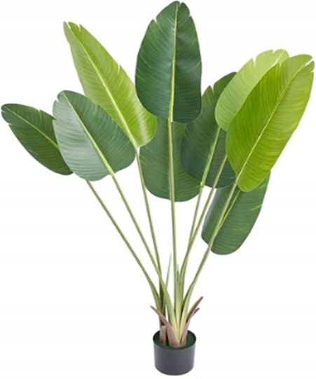 Outdoor Musa Tree