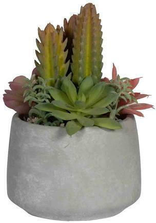 Colorful Cactus in Pot SM