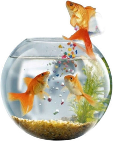 All Pet Hrana pentru Pestii aurii sub forma de fulgi 20g