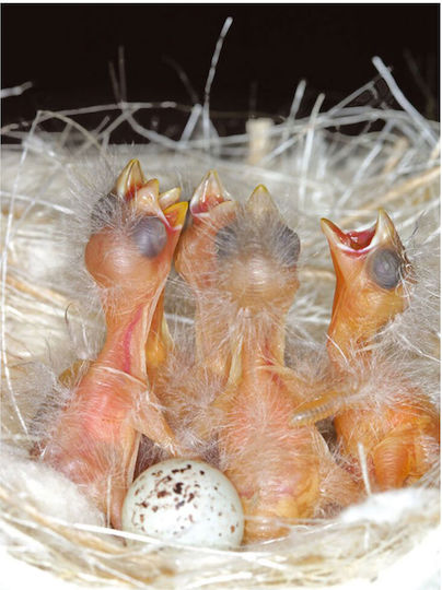 Sisal Fibre Nest Yarn Juta Cotton Canaries Jute Cotton White Yarn 1000 Gr