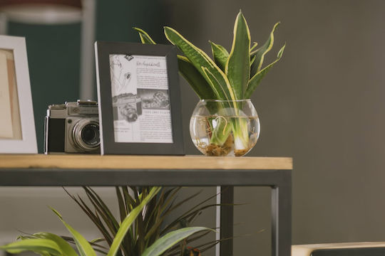 Planta Sansevieria Hidroponică De Interior 12/25cm Sferă Din Sticlă Transparentă 480ml