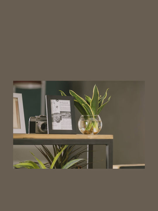 Sansevieria Hidroponică Plantă De Interior 12/25cm Sferă Din Sticlă Transparentă 980ml