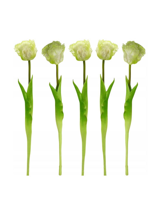 White Tulip Saska Garden