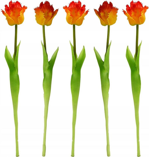 Saska Garden Tulpe Orange Saska Garden