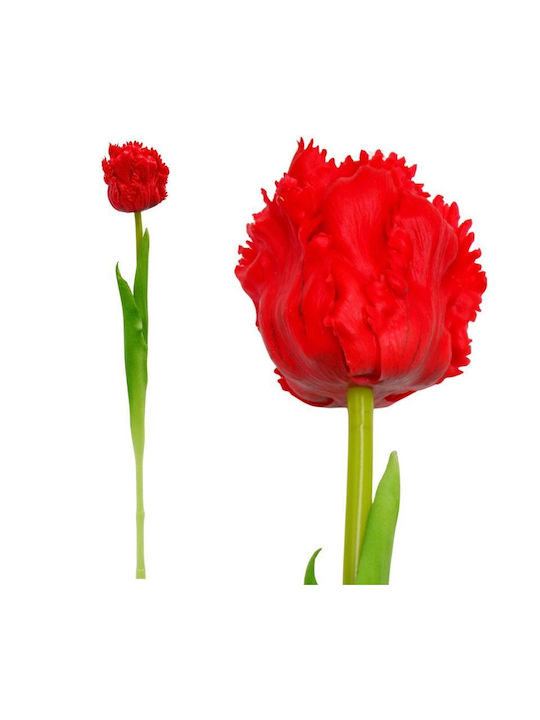 Red Tulip Saska Garden