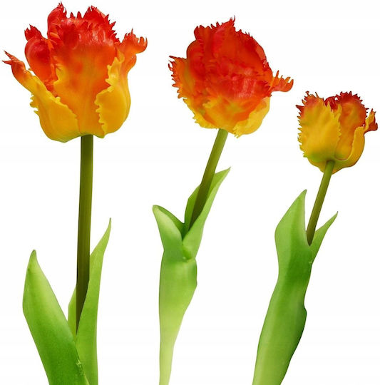 Saska Garden Tulpe Orange Saska Garden