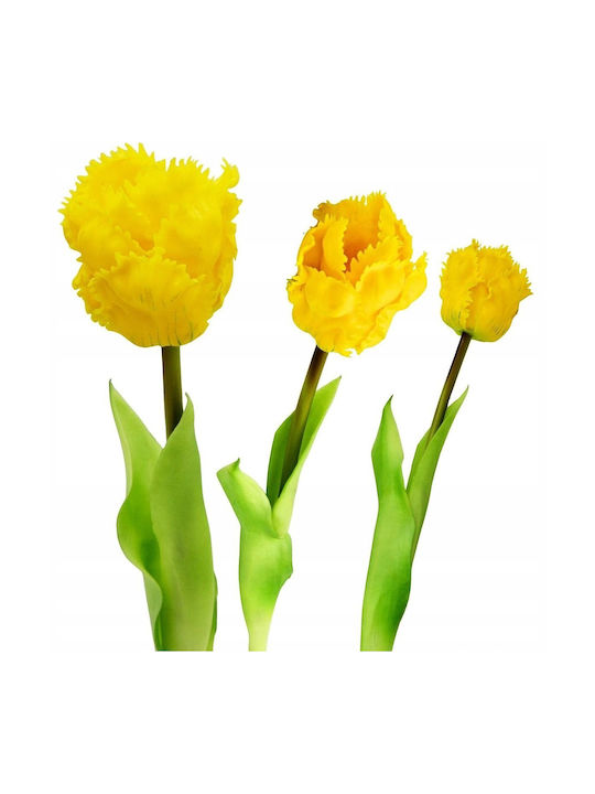 Yellow Tulip Saska Garden