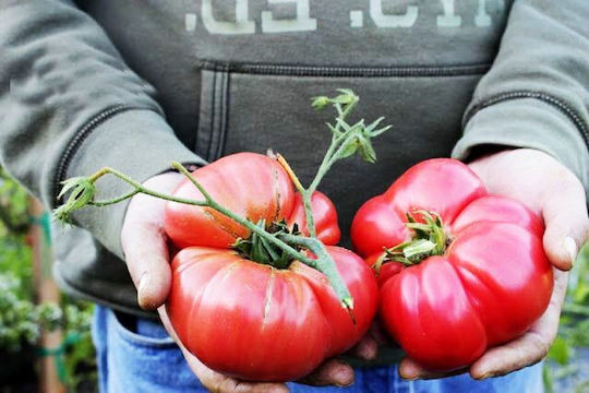 Σπόροι Τομάτας 1kg