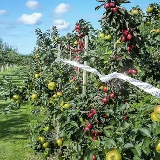 Отблъскваща Лента За Птици 152гр 80x5м