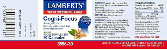 Lamberts Cogni-focus Galangal 30 Kapseln Ingwer