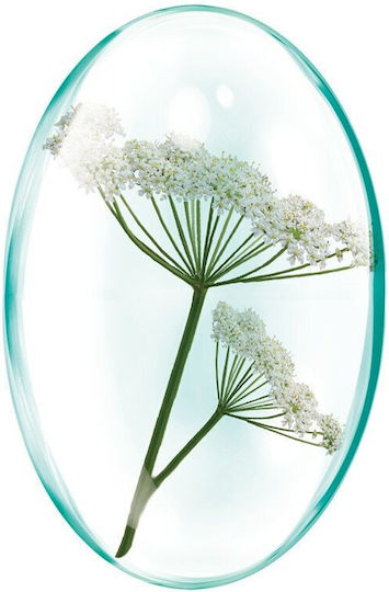 Extract De Bearberry 60 Capsule Rotta Natura