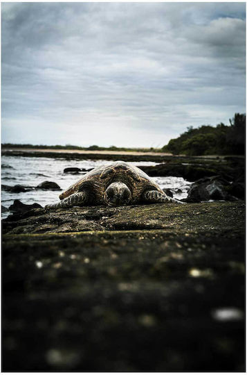 Πίνακας Sea Turtle On Rocky Shore Θαλάσσια Χελώνα Στη Βραχώδη Ακτή 70x100
