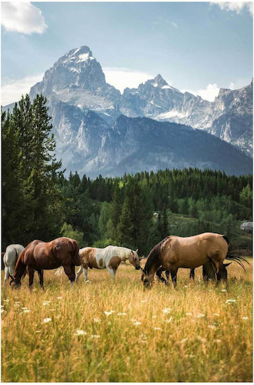 Painting Horses Grazing In Scenic Mountain Landscape 100x150