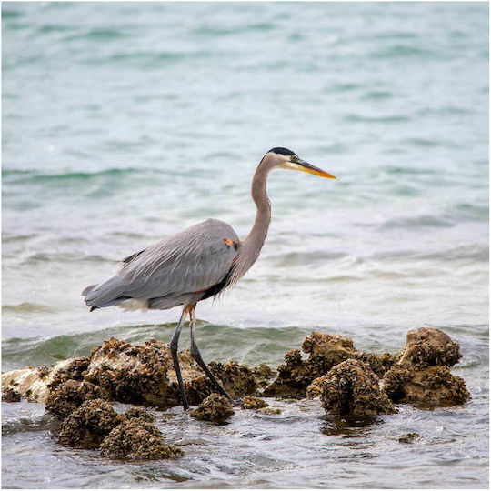 Πίνακας Heron By Sea Ερωδιός Δίπλα Στη Θάλασσα 80x80