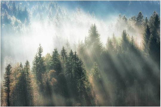 Gemälde Misty Forest Sunrise Misty Forest Sunrise 120x80